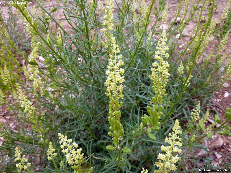 Reseda lutea