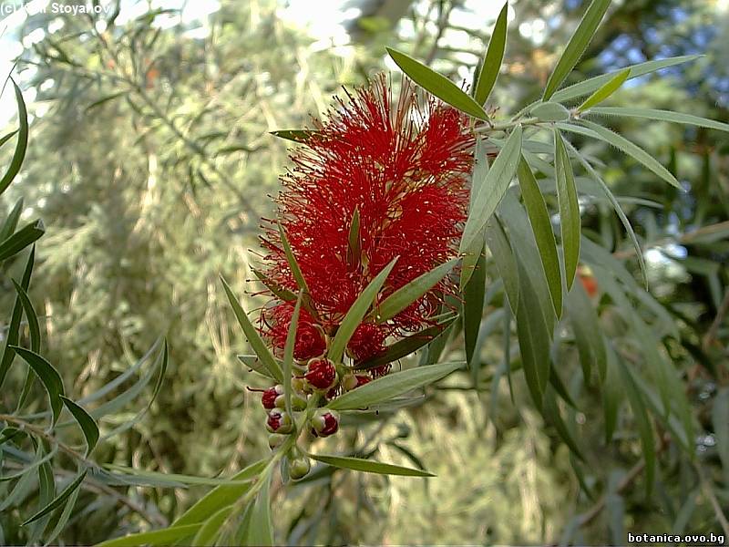 Melaleuca viminalis