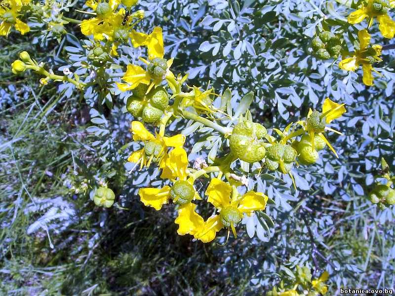 галерия Rutaceae
