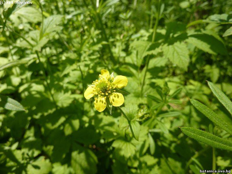 Geum urbanum