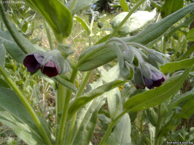 Cynoglossum officinale