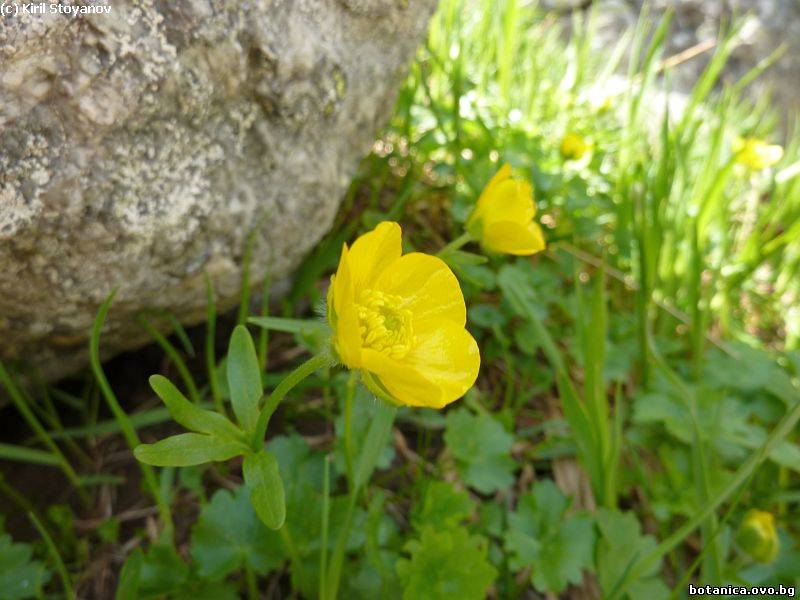 Ranunculus montanus