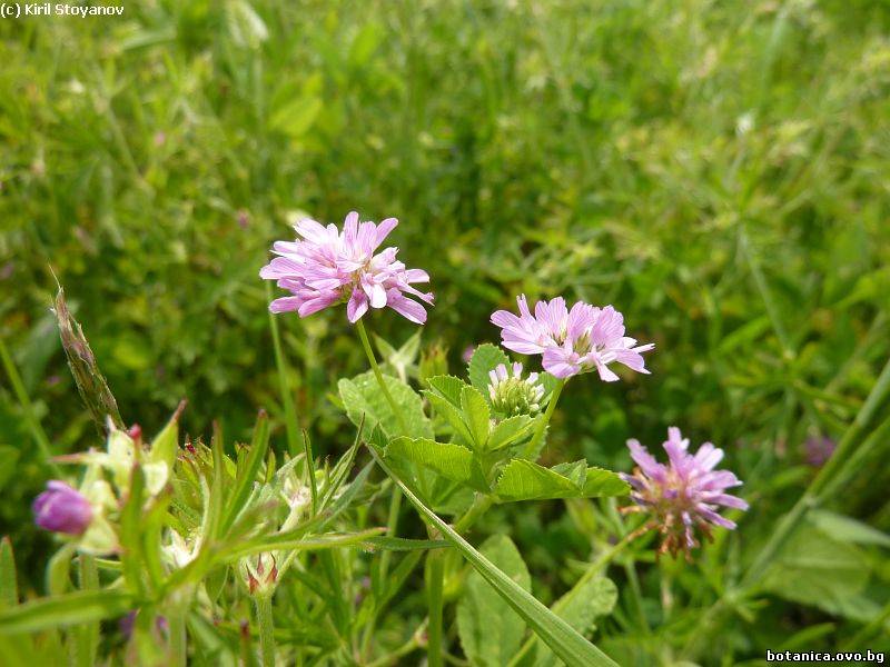 Trifolium resupinatum