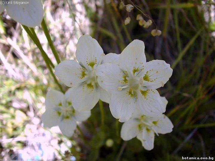 Parnassia palustris