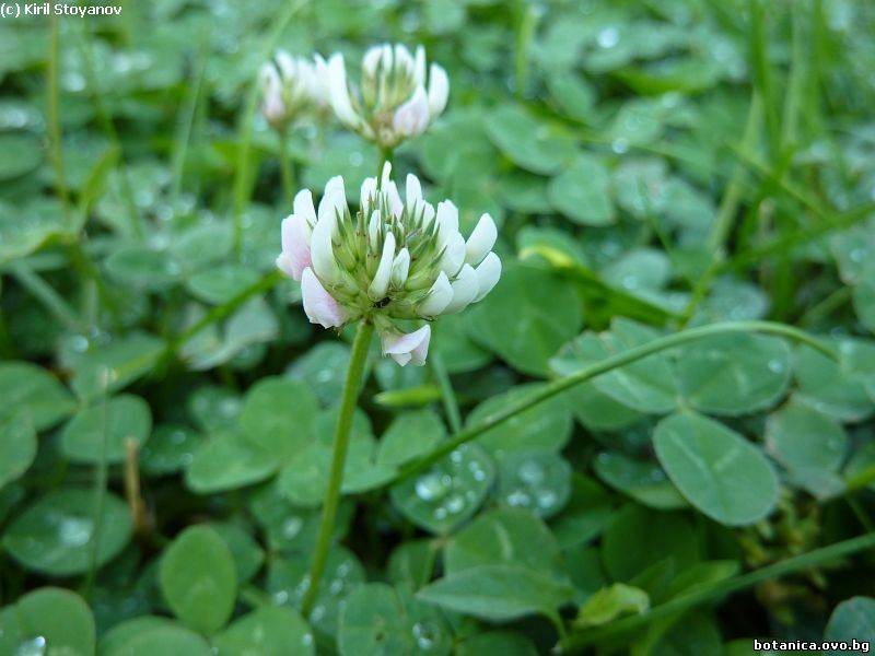 Trifolium repens