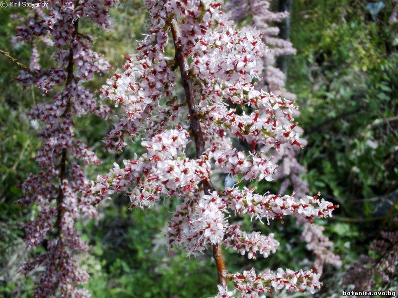 Tamarix tetrandra