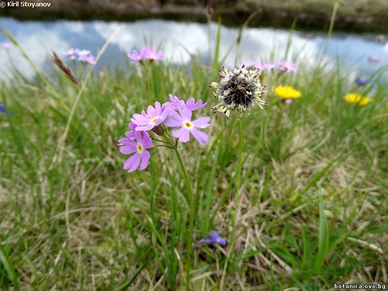 Primula farinosa