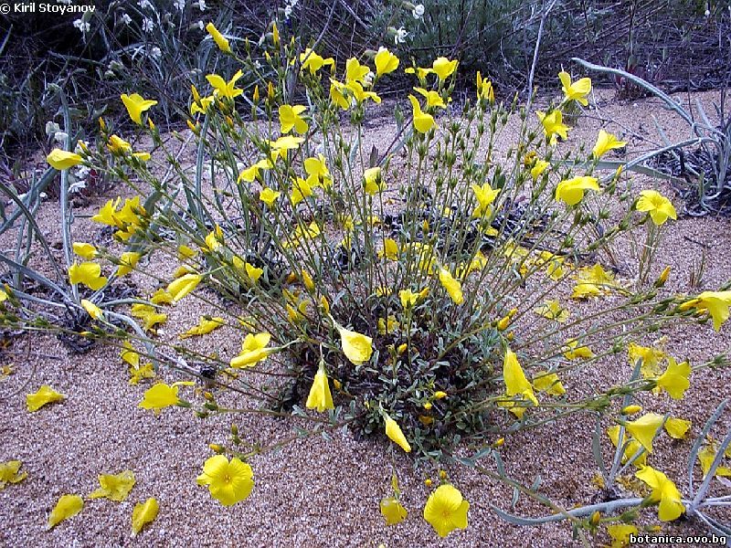 Linum tauricum