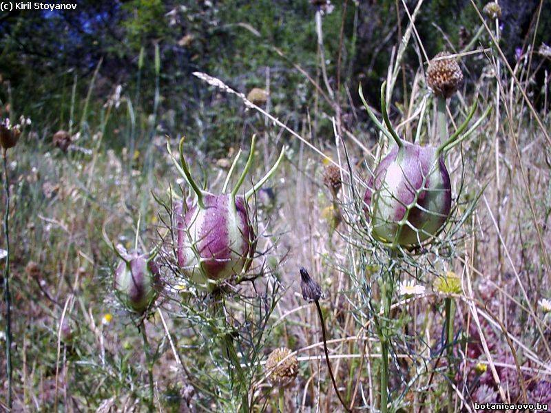 Nigella damascena