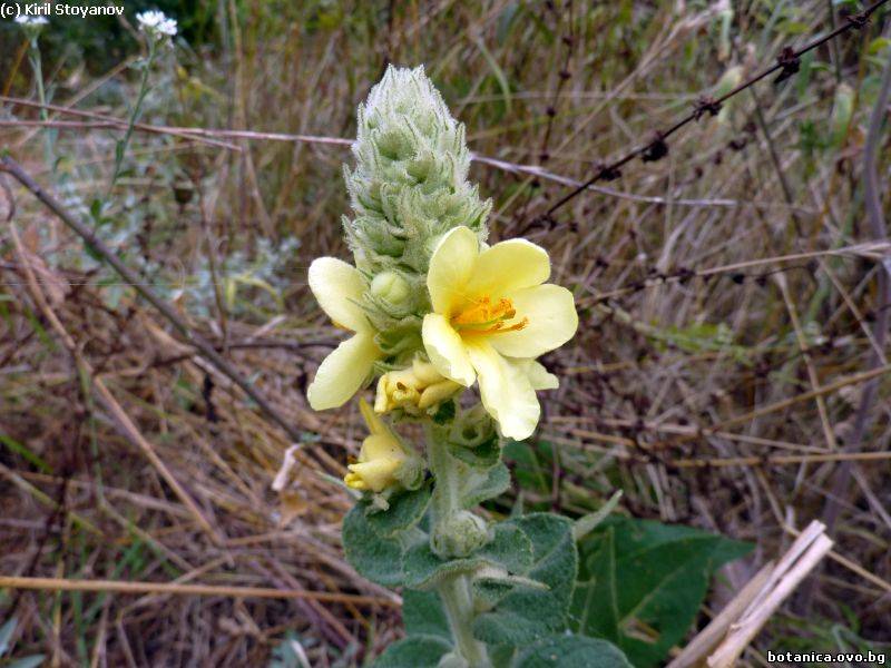 Verbascum phlomoides