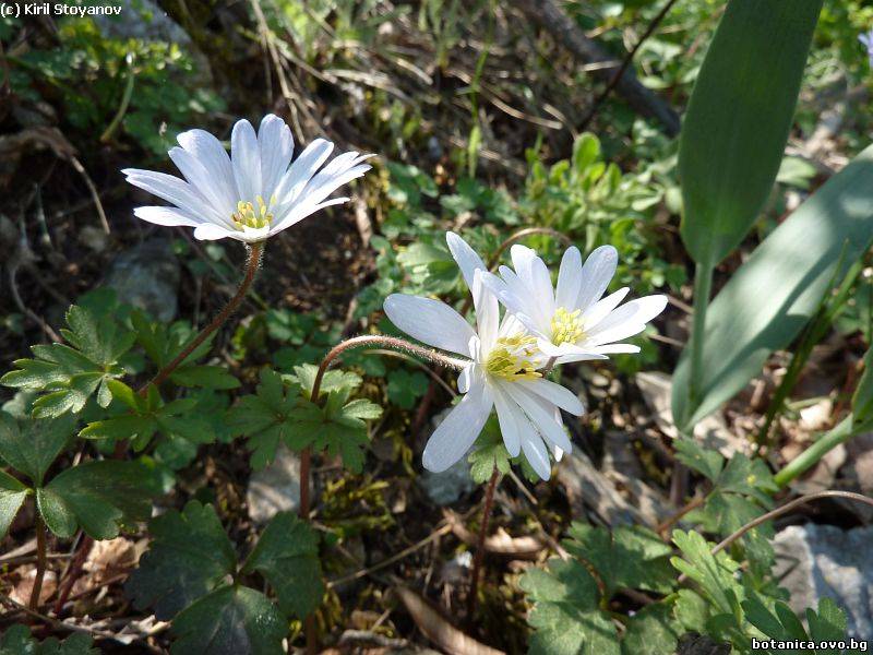 Anemone blanda