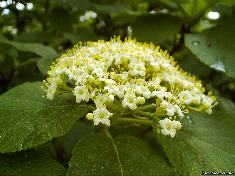 Viburnum lantana
