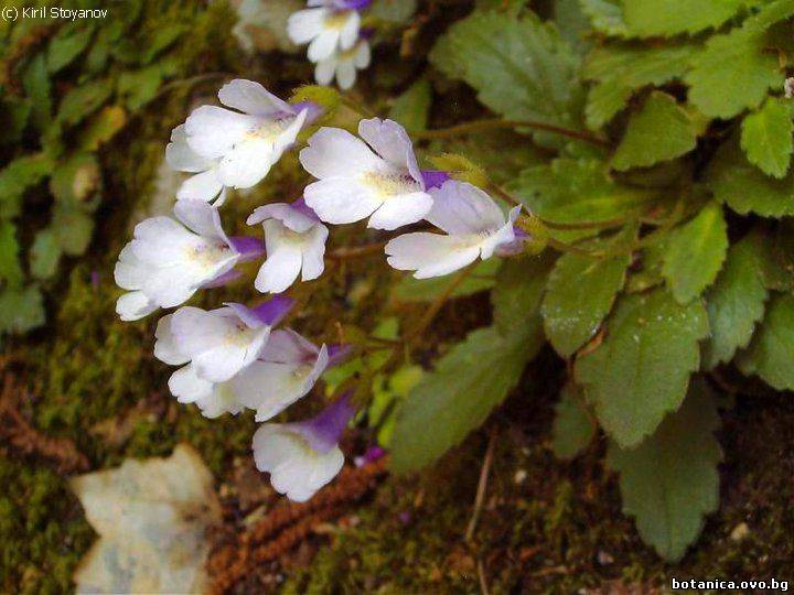галерия Gesneriaceae