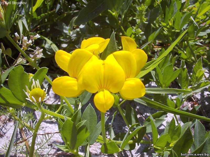 Lotus corniculatus