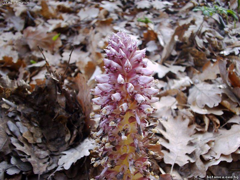 Lathraea rhodopaea