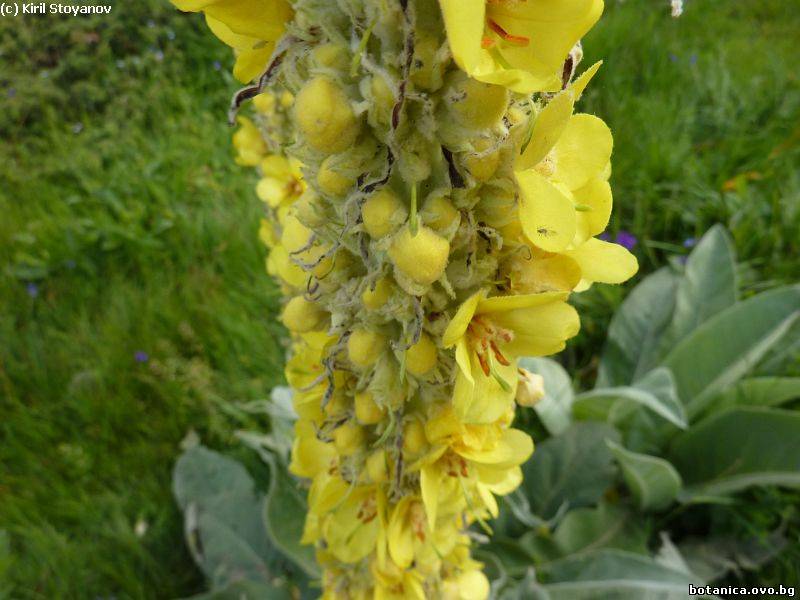 Verbascum longifolium