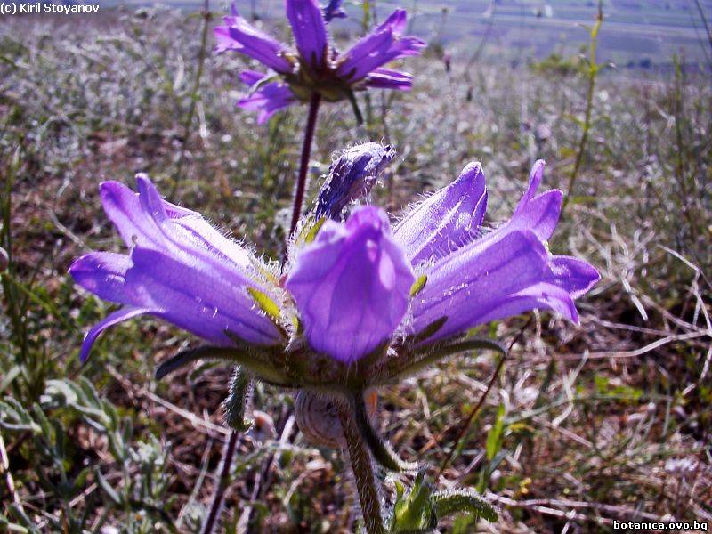 Campanula lingulata