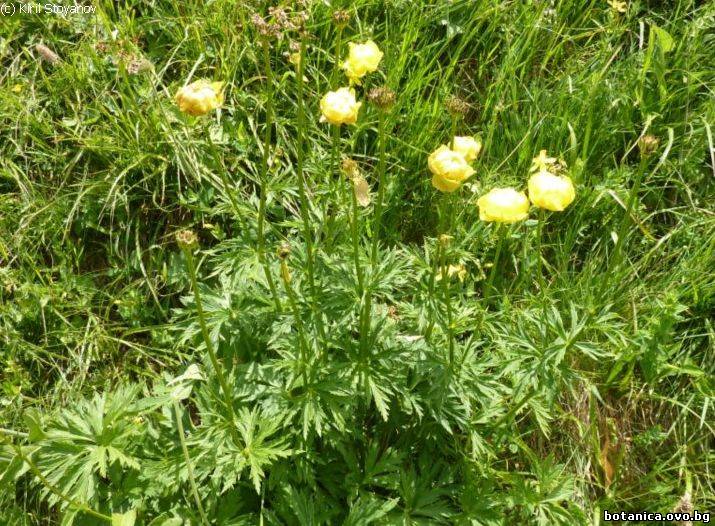 Trollius europaeus