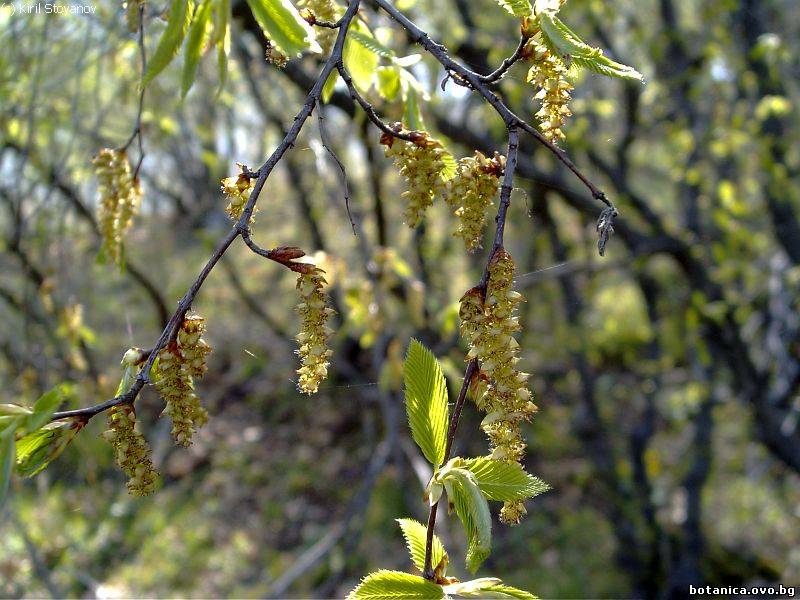 Carpinus orientalis