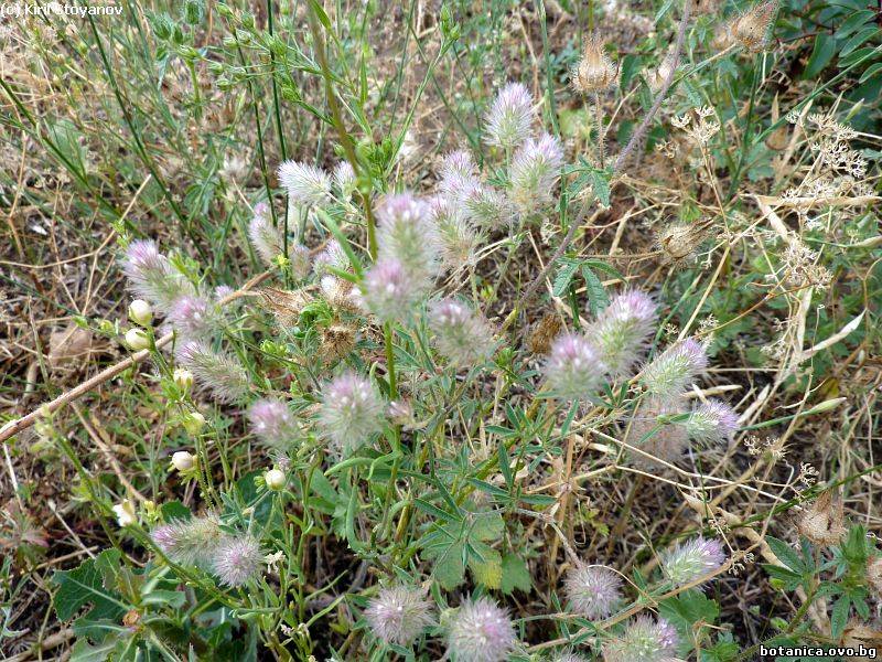 Trifolium arvense