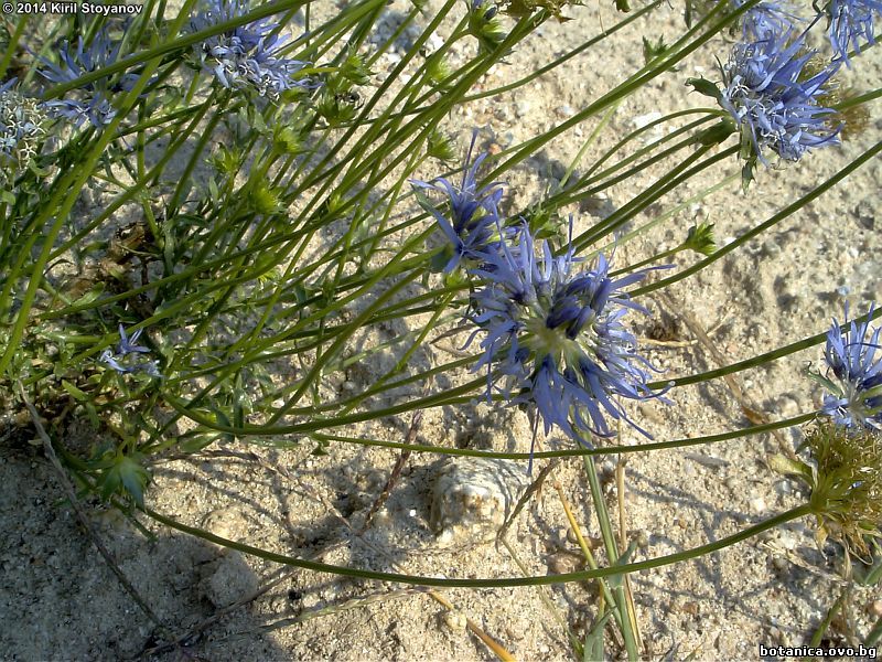 Jasione heldreichii