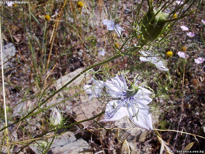 Nigella elata