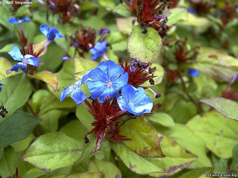 Ceratostigma plumbaginoides