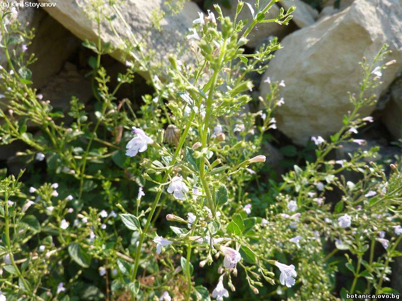 Calamintha nepeta