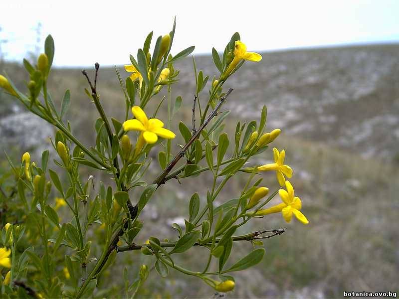 Jasminum fruticans
