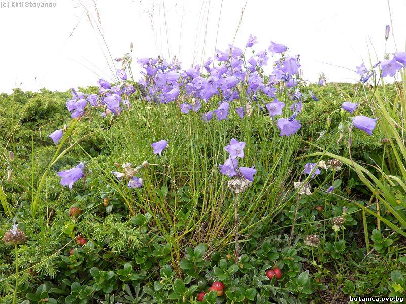 Campanula scheuchzeri
