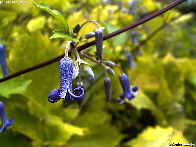 Clematis heracleifolium
