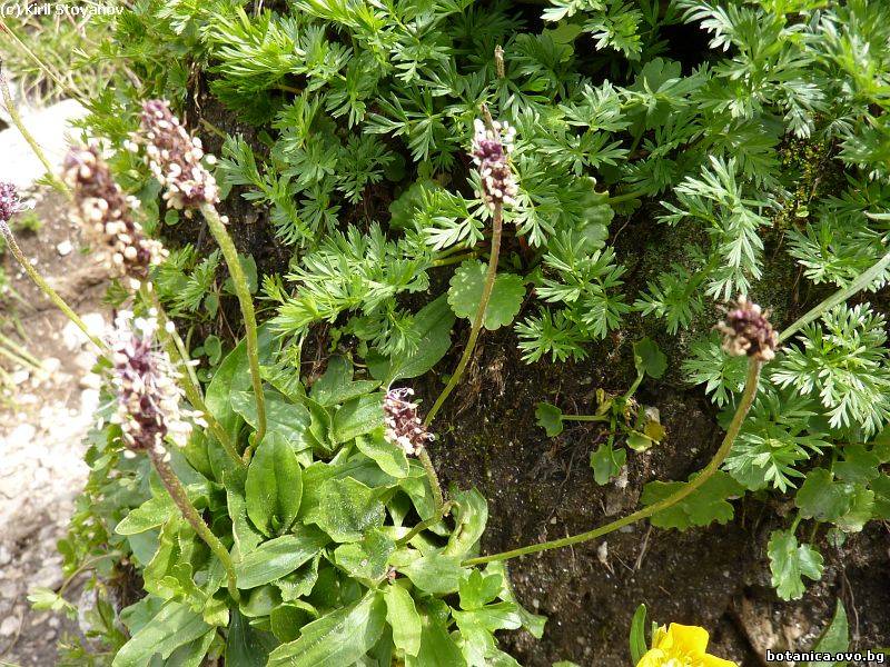 Plantago gentianoides