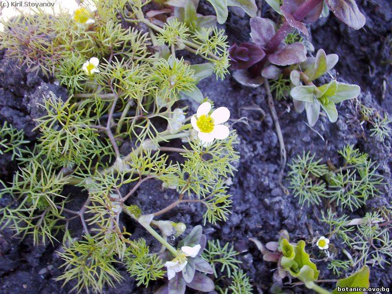 Ranunculus trichophyllus