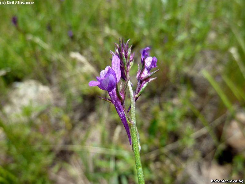 Linaria pelisseriana