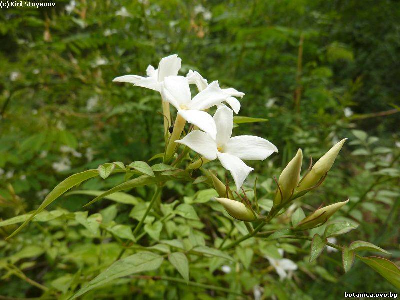 Jasminum officinale