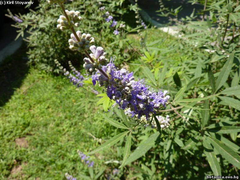 Vitex agnus-castus