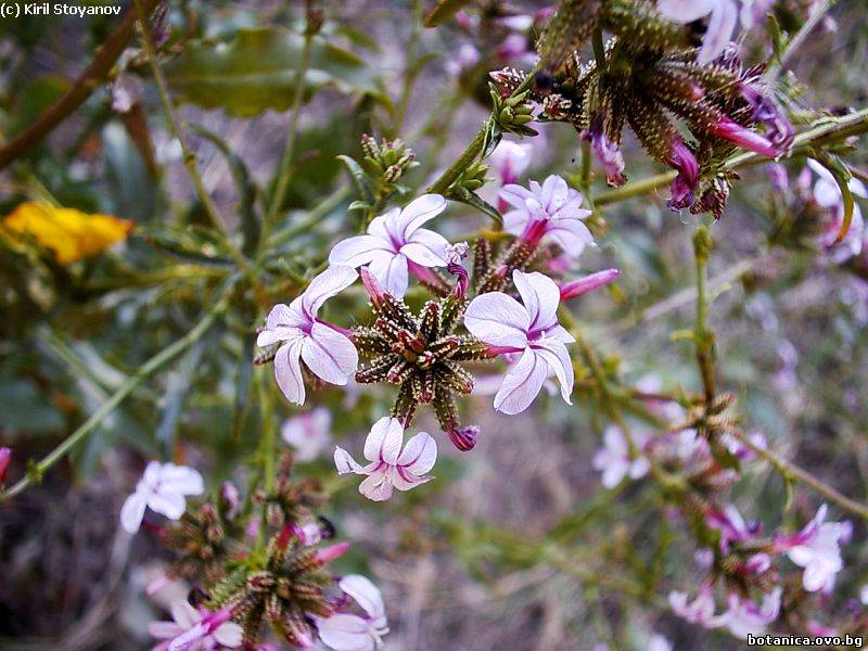 Plumbago europaea