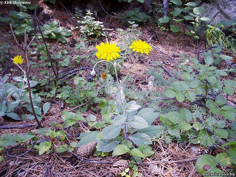 Hieracium villosum