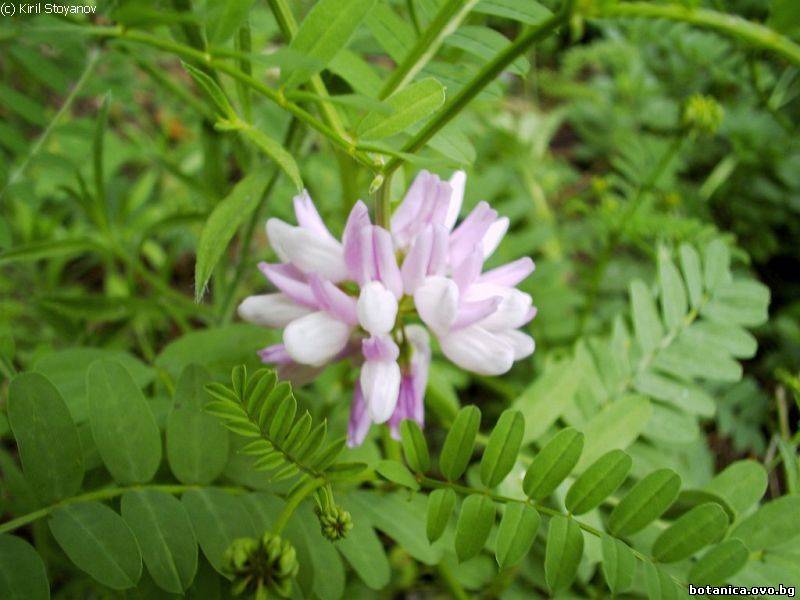Securigera varia