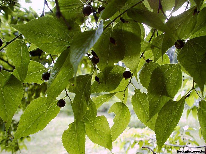 галерия Ulmaceae