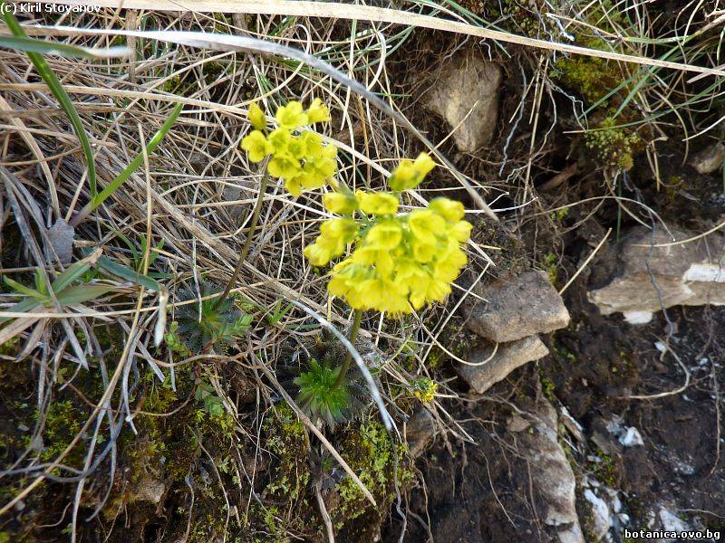 Draba scardica