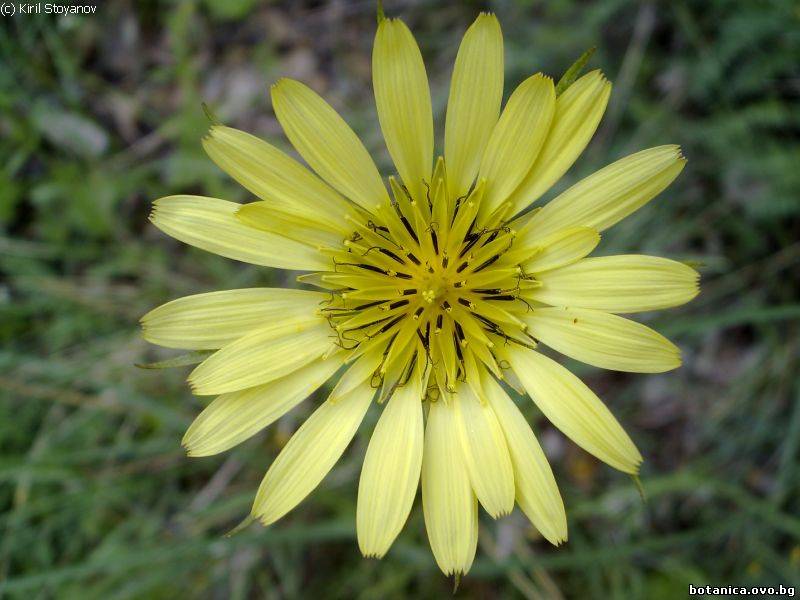 Tragopogon dubius