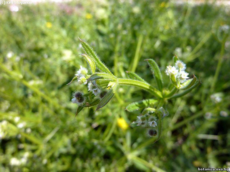 Galium aparine