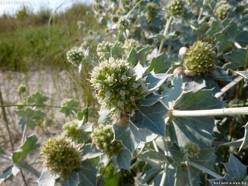 Eryngium maritimum