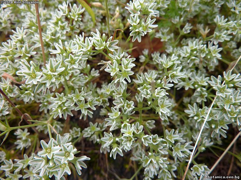 Scleranthus perennis