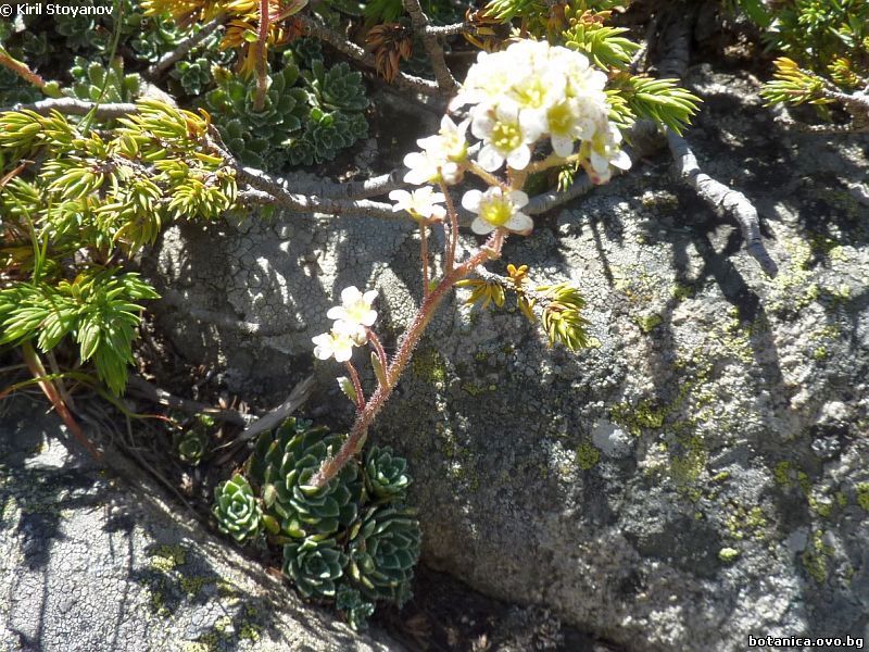 Saxifraga paniculata
