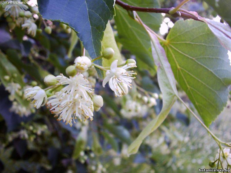 Tilia cordata
