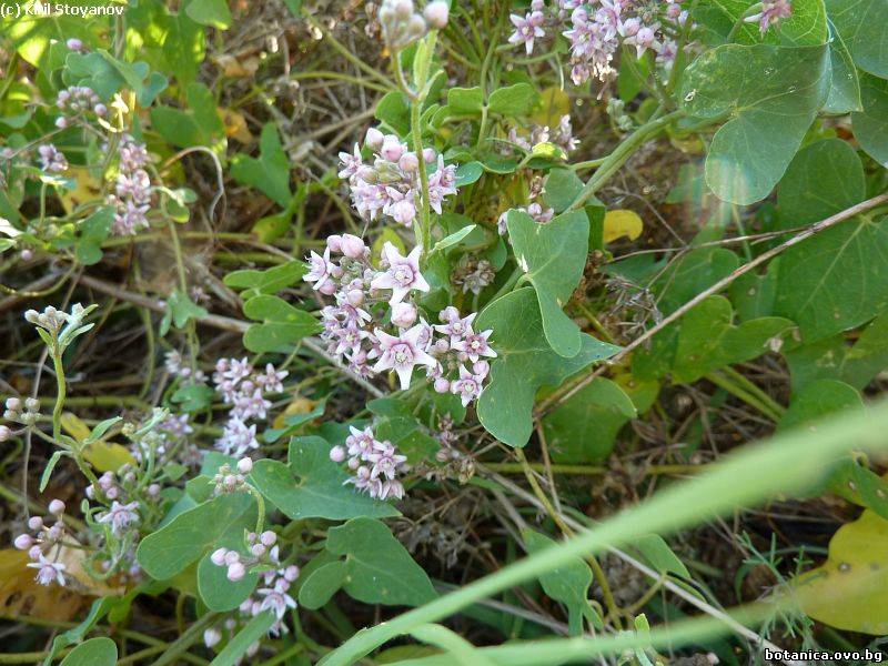 Cynanchum acutum