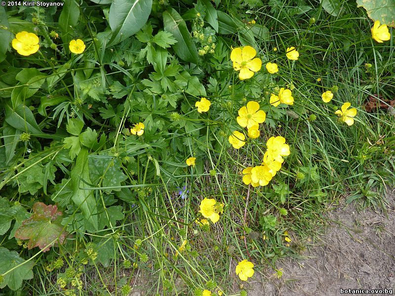 Ranunculus acris