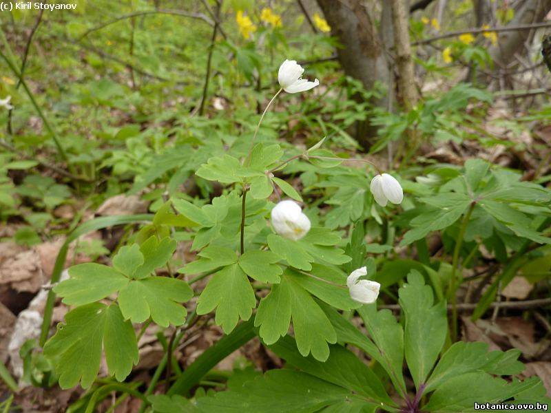 Anemone nemorosa